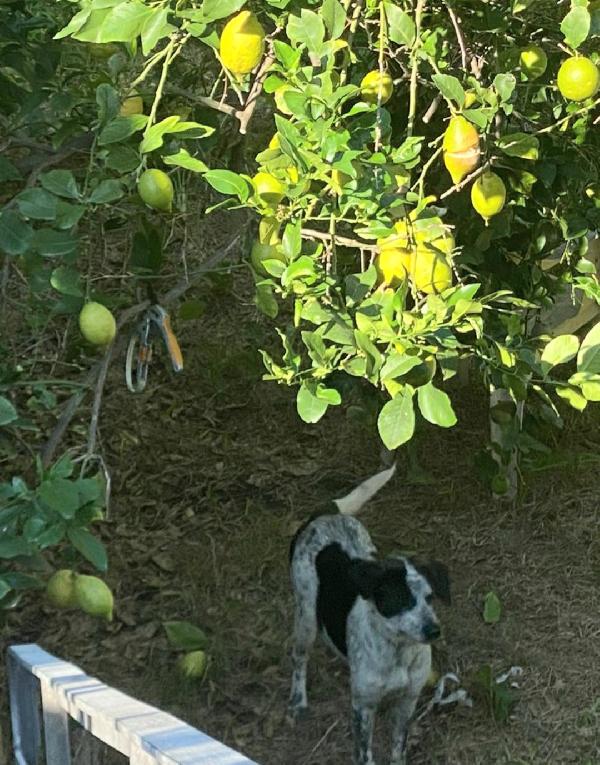 Cucciola simil setter 5 mesi Foto 4